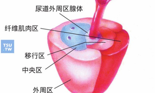倍珞 洛索洛芬钠胶囊-齐都倍珞洛索洛芬钠胶囊网洛索济芬钠片的作用知识网站,分享山东齐都药业洛索洛芬钠胶囊大全